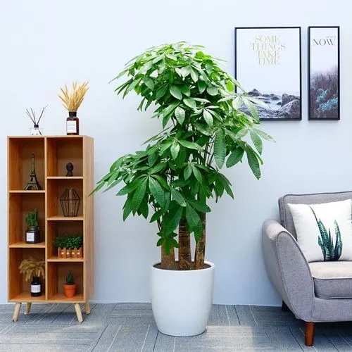 家中除甲醛方法 家中除甲醛方法